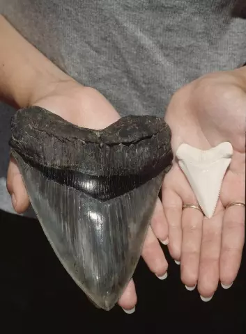 Fossil tann fra en megalodon-hai ved siden av en tann fra en moderne hvithai. (Foto: Zuma Press / NTB scanpix)