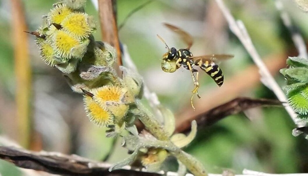 En veps av arten <em>Polistes dominula</em> på vei tilbake til bolet med mat. (Foto: Tanya Pennell) En veps av arten <em>Polistes dominula</em> på vei tilbake til bolet med mat. (Foto: Tanya Pennell)