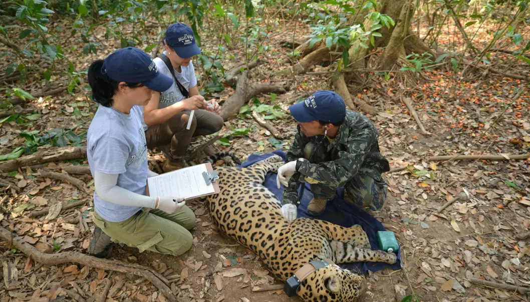 Brasilianske forskere undersøker en bedøvet Jaguar i Brasil. (Foto: Øystein Wiig)