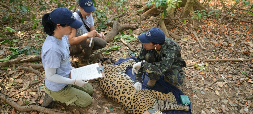 Brasilianske forskere undersøker en bedøvet Jaguar i Brasil. (Foto: Øystein Wiig)