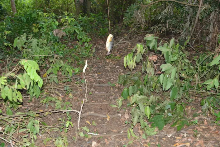 Du kan se stokkene som jaguaren må tråkke mellom. Over fellen henger det et åte. (Foto: Øystein Wiig)