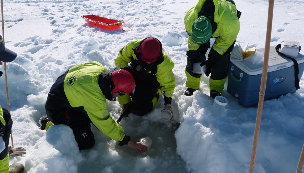 Her samler forskere sammen plankton som har vokst fram under havisen. (Foto: Mar Fernandez-Mendez / Norsk Polarinstitutt) Her samler forskere sammen plankton som har vokst fram under havisen. (Foto: Mar Fernandez-Mendez / Norsk Polarinstitutt)