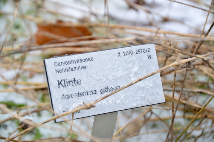 Klinte skilt ved Naturhistorisk museum, Oslo. (Foto: Guri Haram) Klinte skilt ved Naturhistorisk museum, Oslo. (Foto: Guri Haram)