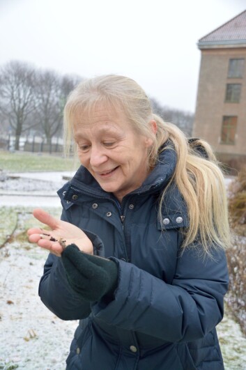 Kristina Bjureke med klintefrø. (Foto: Guri Haram) Kristina Bjureke med klintefrø. (Foto: Guri Haram)