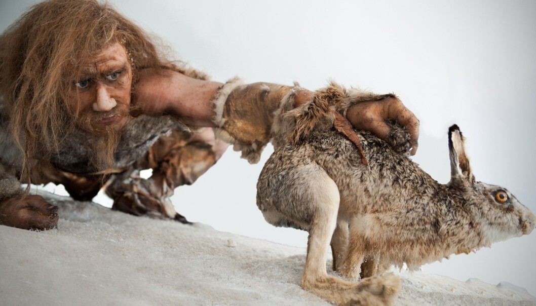 Neandertalere spiste også harer, viser nye analyser. (Foto: Dieter Hawlan / Shutterstock / NTB scanpix) Neandertalere spiste også harer, viser nye analyser. (Foto: Dieter Hawlan / Shutterstock / NTB scanpix)