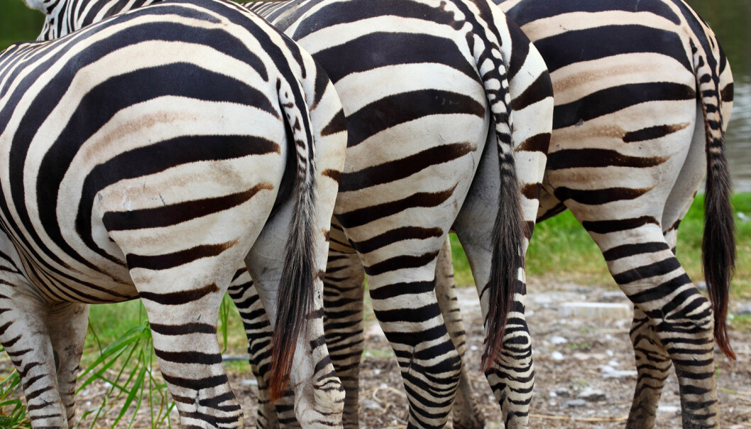 Promper den? Et vanlig spørsmål når barn snakker med zoologer. (Foto: Shutterstock / NTB scanpix) Promper den? Et vanlig spørsmål når barn snakker med zoologer. (Foto: Shutterstock / NTB scanpix)