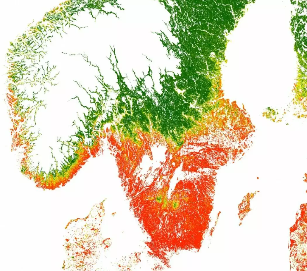 Sannsynligheten for at det finnes flått på en posisjon. Rødt er veldig høy sannsynlighet, mens mørkegrønn er veldig lav. De hvite områdene er ikke medregnet. (Illustrasjon: Kjær et al.)