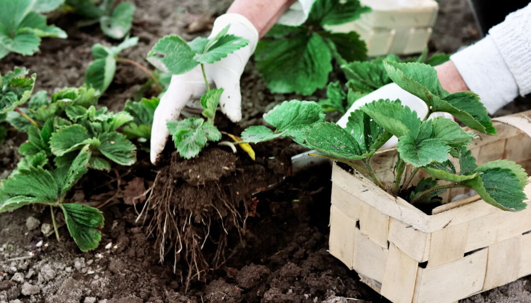 Jordbær er blant de plantene som har mer enn to av hvert kromosom. Det har gitt dem større og mer sukkerholdige bær. (Foto: Jurga Jot / Shutterstock / NTB scanpix) Jordbær er blant de plantene som har mer enn to av hvert kromosom. Det har gitt dem større og mer sukkerholdige bær. (Foto: Jurga Jot / Shutterstock / NTB scanpix)