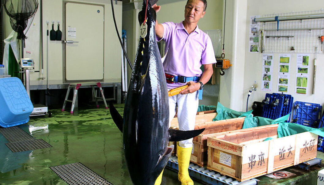 Den største tunfisken kan bli så stor som 70 til 100 kilo etter fire år. (Foto: Nancy Bazilchuck) Den største tunfisken kan bli så stor som 70 til 100 kilo etter fire år. (Foto: Nancy Bazilchuck)