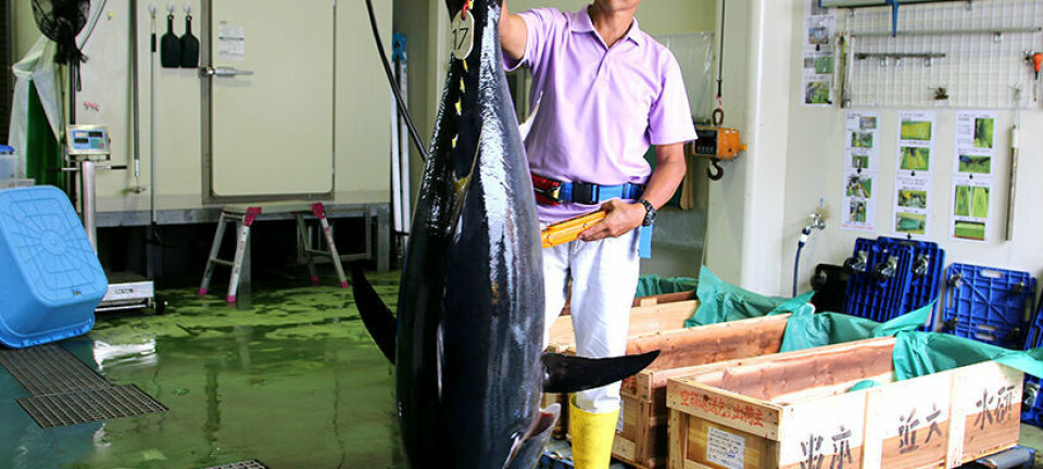 Den største tunfisken kan bli så stor som 70 til 100 kilo etter fire år. (Foto: Nancy Bazilchuck)