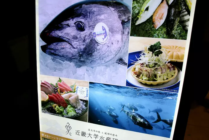 Menyen fra Kindai University restaurant i Tokyos snobbete Ginzadistrikt: Hver eneste blåfinnet tunfisk fra oppdrettsanlegget ved universitetet, blir merket med et stempel (se bildet øverst til venstre). (Foto: Anne Sliper Midling)