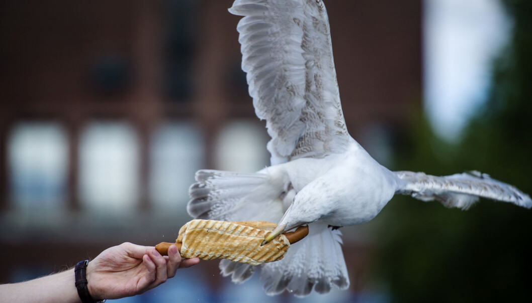 Når en måke snapper pølsa ut av hånda di på Aker Brygge, kan det hende du er vitne til evolusjon. Stadig flere mennesker bor i byer, og enkelte dyr og planter tilpasser seg fort. Andre drar til skogs. (Foto: Hampus Lundgren, VG/NTB scanpix) Når en måke snapper pølsa ut av hånda di på Aker Brygge, kan det hende du er vitne til evolusjon. Stadig flere mennesker bor i byer, og enkelte dyr og planter tilpasser seg fort. Andre drar til skogs. (Foto: Hampus Lundgren, VG/NTB scanpix)