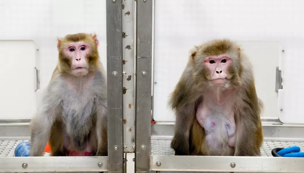 To av apene fra studien ved University of Wisconsin. Apen til venstre var på slankediett, mens den til høyre fikk spise så mye den ville. Bildet ble tatt i 2009, og begge dyra er nå døde av naturlige årsaker.  (Foto:  Jeff Miller/University of Wisconsin-Madison)