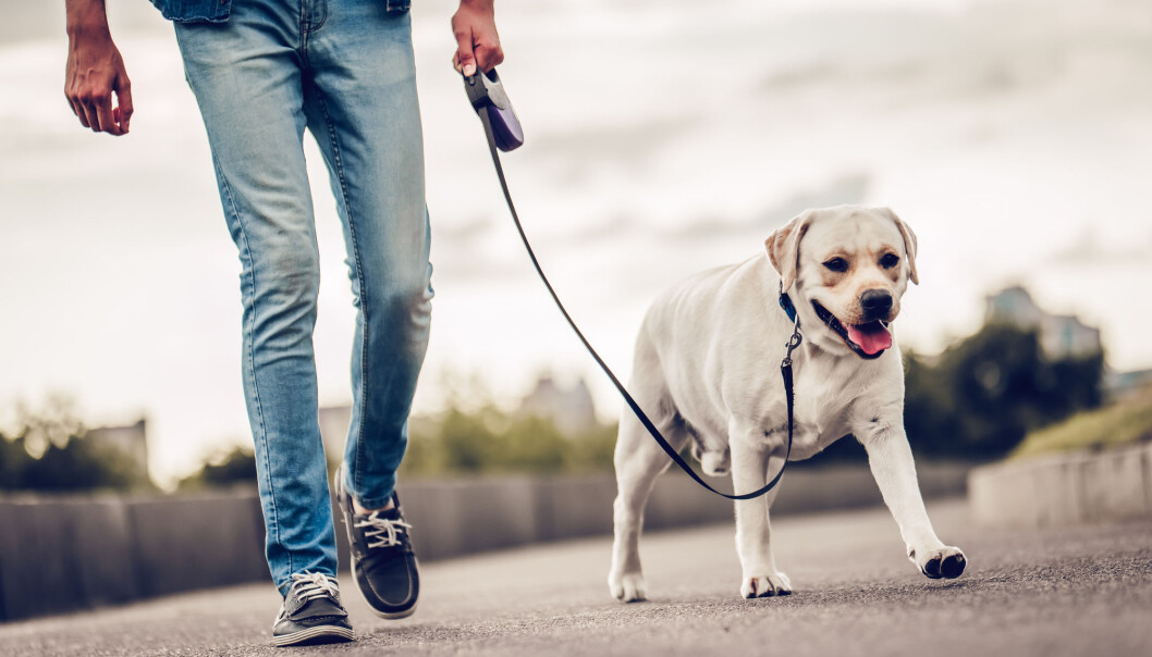 Forskerne tror stoffer i levemiljøet vårt kan påvirke sædkvaliteten både hos oss og kjæledyra våre. (4 PM production / Shutterstock / NTB scanpix) Forskerne tror stoffer i levemiljøet vårt kan påvirke sædkvaliteten både hos oss og kjæledyra våre. (4 PM production / Shutterstock / NTB scanpix)