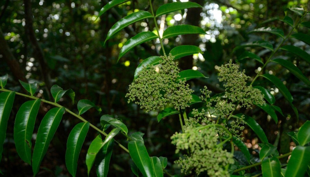 Medisinmenn i Kongo har brukt barken fra olontreet til å kurere malaria - med god grunn. Det dreper både malariamyggen og -parasitten. (Foto: Ehoarn Bidault, Tropical.theferns.info) Medisinmenn i Kongo har brukt barken fra olontreet til å kurere malaria - med god grunn. Det dreper både malariamyggen og -parasitten. (Foto: Ehoarn Bidault, Tropical.theferns.info)