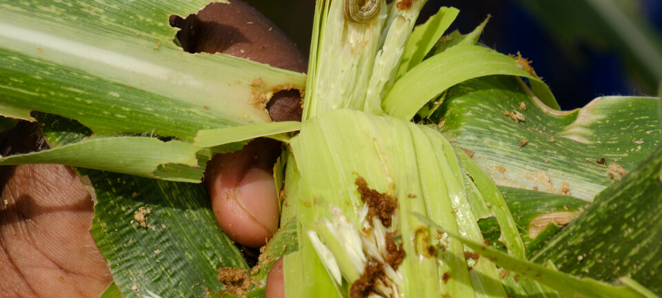 Disse larvene har tatt knekken på flere avlinger i vestafrikanske land.  (Foto: Ragnar Våga Pedersen)