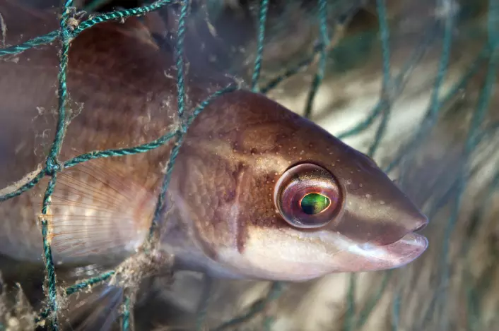 Lang i maska. Her en leppefisk av typen Bergnebb (Ctenolabrus rupestris) fanget i nettet på en gammel hummerteine. (Foto: Lill Haugen, NTB scanpix)