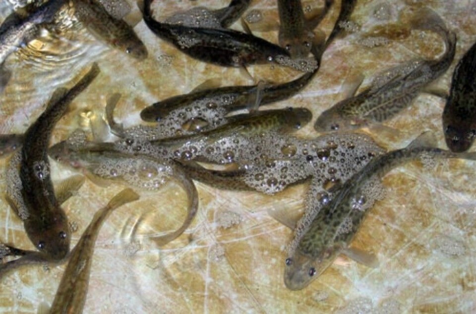 Den lille torskefisken Microgadus tomcod i et utklekkingsanlegg i New Jersey. En spesiell genvariant har oppstått hos bestanden i de forurensede Hudson River og Hackensack River som innebærer at giftstoffene ikke tas opp i fiskens stoffskifte. (Foto: Science/AAAS)