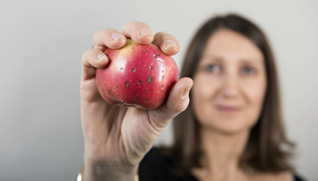 Vi forholder oss annerledes til ødelagt frukt og best før-datoer hjemme og i butikken. Her viser forsker Valerié Almli frem et eple som mest sannsynlig aldri vil bli solgt. (Foto: Jon-Are Berg-Jacobsen / Nofima) Vi forholder oss annerledes til ødelagt frukt og best før-datoer hjemme og i butikken. Her viser forsker Valerié Almli frem et eple som mest sannsynlig aldri vil bli solgt. (Foto: Jon-Are Berg-Jacobsen / Nofima)