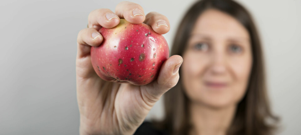 Vi forholder oss annerledes til ødelagt frukt og best før-datoer hjemme og i butikken. Her viser forsker Valerié Almli frem et eple som mest sannsynlig aldri vil bli solgt. (Foto: Jon-Are Berg-Jacobsen / Nofima)
