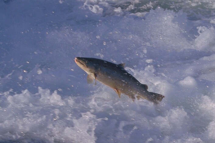En vandrende storørret i Hunderfossen. (Foto: Børre K. Dervo) En vandrende storørret i Hunderfossen. (Foto: Børre K. Dervo)
