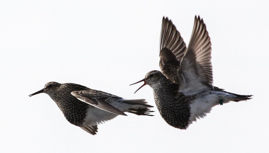 Kampen om hunnene skjer også i lufta hos de flygedyktige alaskasnipene. Her slåss to hanner. (Foto: Bart Kempenaers) Kampen om hunnene skjer også i lufta hos de flygedyktige alaskasnipene. Her slåss to hanner. (Foto: Bart Kempenaers)