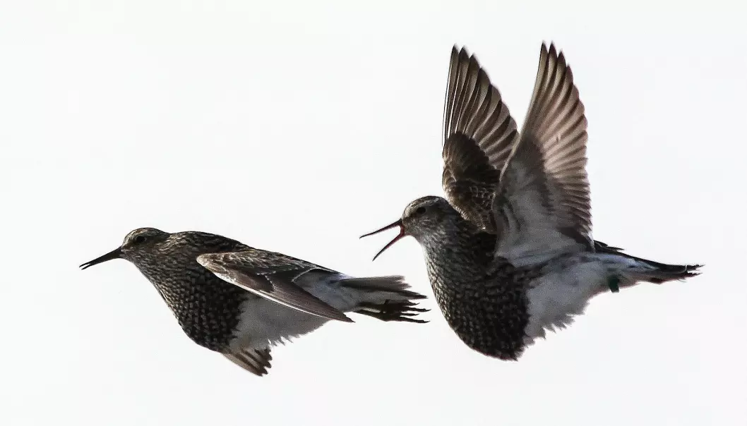 Kampen om hunnene skjer også i lufta hos de flygedyktige alaskasnipene. Her slåss to hanner. (Foto: Bart Kempenaers)