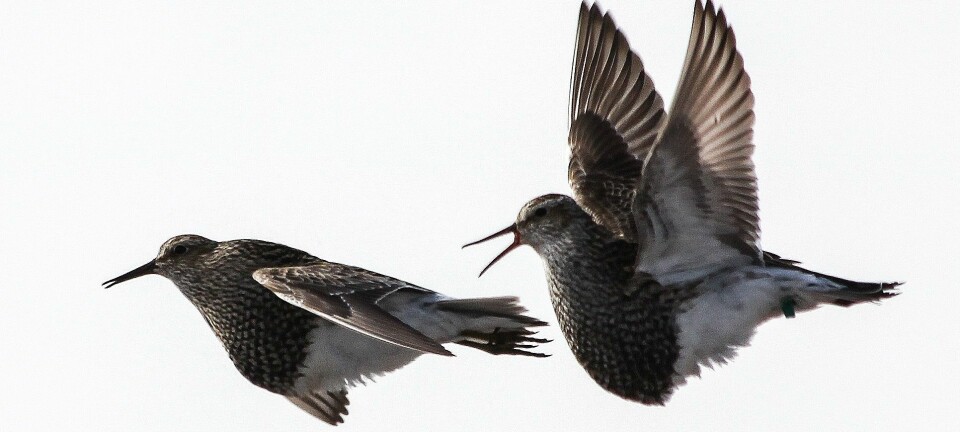 Kampen om hunnene skjer også i lufta hos de flygedyktige alaskasnipene. Her slåss to hanner. (Foto: Bart Kempenaers)