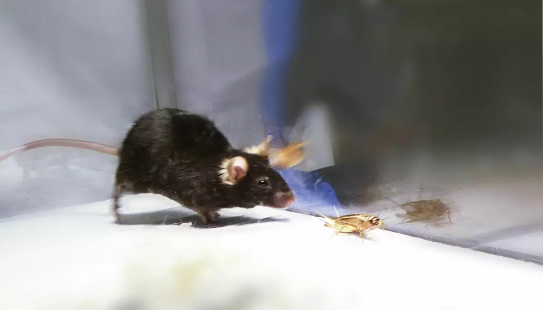 Forskere lagde morder-mus