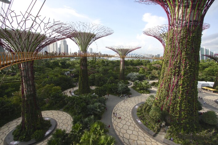 Et skogholt med såkalte supertrær i Singapore. «Gardens by the Bay» er en del av regjeringens strategi for å forandre byen. De trelignende tårnene er mellom 25 og 30 meter høye og er beplantet med blant annet orkidéer, slyngplanter og bregner. Supertrærne samler også opp regnvann til bruk for vanning og kjøling. (Foto: Jan, Creative Commons CC BY-SA 2.0) Et skogholt med såkalte supertrær i Singapore. «Gardens by the Bay» er en del av regjeringens strategi for å forandre byen. De trelignende tårnene er mellom 25 og 30 meter høye og er beplantet med blant annet orkidéer, slyngplanter og bregner. Supertrærne samler også opp regnvann til bruk for vanning og kjøling. (Foto: Jan, Creative Commons CC BY-SA 2.0)