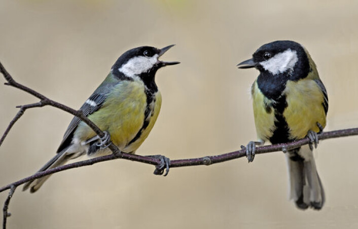 – Hva har du gjort i dag, da? - Hæ? - HVA HAR DU GJORT I DAG, SPURTE JEG! (Foto: Shirley Clarke, Fordingbridge Camera Club/Wikimedia Commons CC BY-SA 3.0) – Hva har du gjort i dag, da? - Hæ? - HVA HAR DU GJORT I DAG, SPURTE JEG! (Foto: Shirley Clarke, Fordingbridge Camera Club/Wikimedia Commons CC BY-SA 3.0)