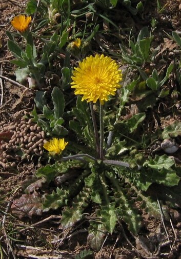 Crepis Sancta, den helligste i haukeskjeggslekten. (Foto: Alogiraf, Wikimedia Commons CC BY-SA 3.0) Crepis Sancta, den helligste i haukeskjeggslekten. (Foto: Alogiraf, Wikimedia Commons CC BY-SA 3.0)