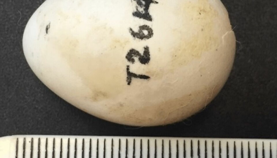 Egget med koden T2614 har ligget i skuffen ved South Australian Museum og ved Museum and Art Gallery of the Northern Territory i Australia i 30 år før forskerne begynte å undersøke det.  (Foto: Leo Joseph/CSIRO)