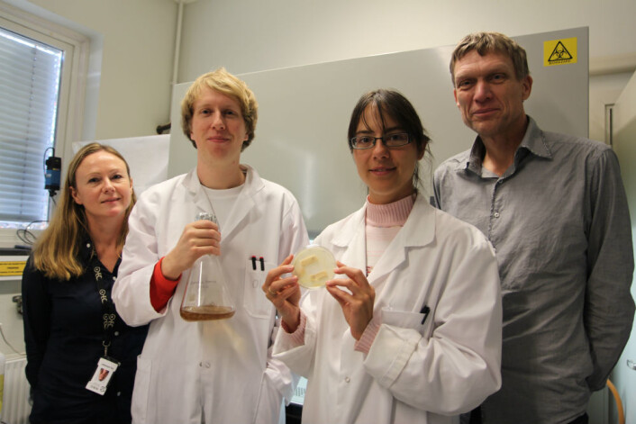 På Campus Ås jobber Gry Alfredsen og Olav Aaseth Hegnar fra NIBIO og Aniko Varnai og Vincent Eijsink fra NMBU sammen for å avsløre brunråtesoppens hemmeligheter. (Foto: Liv Røhnebæk Bjergene) På Campus Ås jobber Gry Alfredsen og Olav Aaseth Hegnar fra NIBIO og Aniko Varnai og Vincent Eijsink fra NMBU sammen for å avsløre brunråtesoppens hemmeligheter. (Foto: Liv Røhnebæk Bjergene)