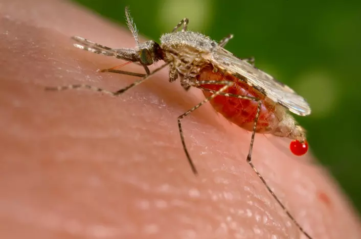 Opptil 30-40 arter i slekten Anopheles kan spre malariaparasitten. Dette er arten Anopheles Stephensi. (Foto: Jim Gathany,  Wikispecies / Centers for Disease Control)