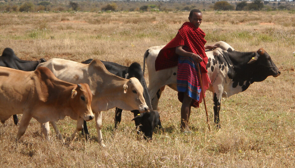 Når kenyanske storfeeiere får høyere inntekt fra kyrene sine, er skole til døtrene noe av det første de prioriterer. Familier som vaksinerer buskapen, bruker mer penger på utdanning for jenter etter grunnskolen. (Foto: Tom Marsh)
