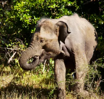Elefanter kan bli riktig så gamle. (Foto: colourbox)