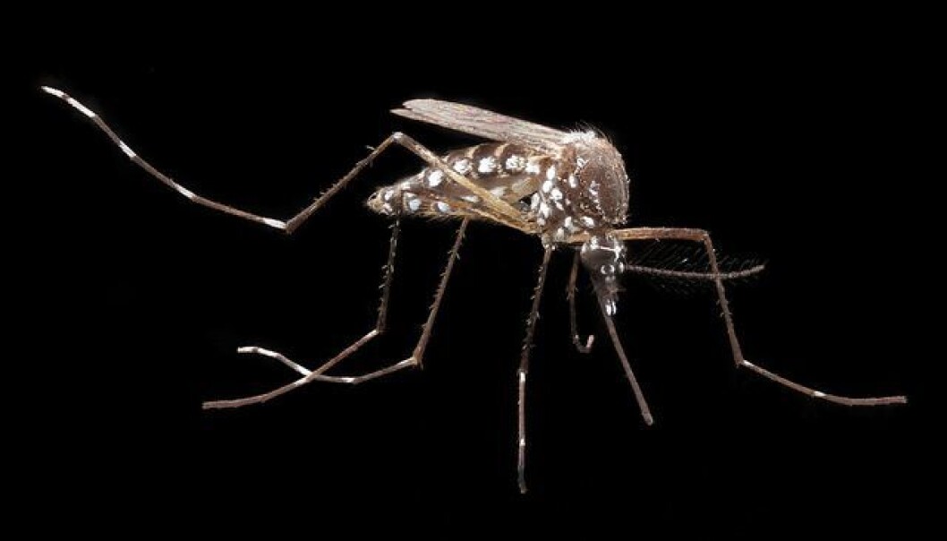 Myggen Aedes aegypti er smittekilden når mennesker får denguefeber. Kan den stanses ved å manipulere genene? (Foto: Army medicine/flickr.com) Myggen Aedes aegypti er smittekilden når mennesker får denguefeber. Kan den stanses ved å manipulere genene? (Foto: Army medicine/flickr.com)