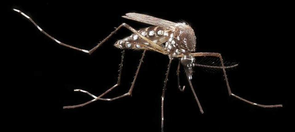 Myggen Aedes aegypti er smittekilden når mennesker får denguefeber. Kan den stanses ved å manipulere genene? (Foto: Army medicine/flickr.com)