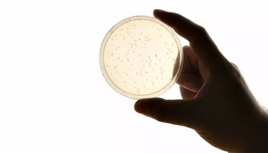 Bakterier endret sitt eget DNA i rekordfart