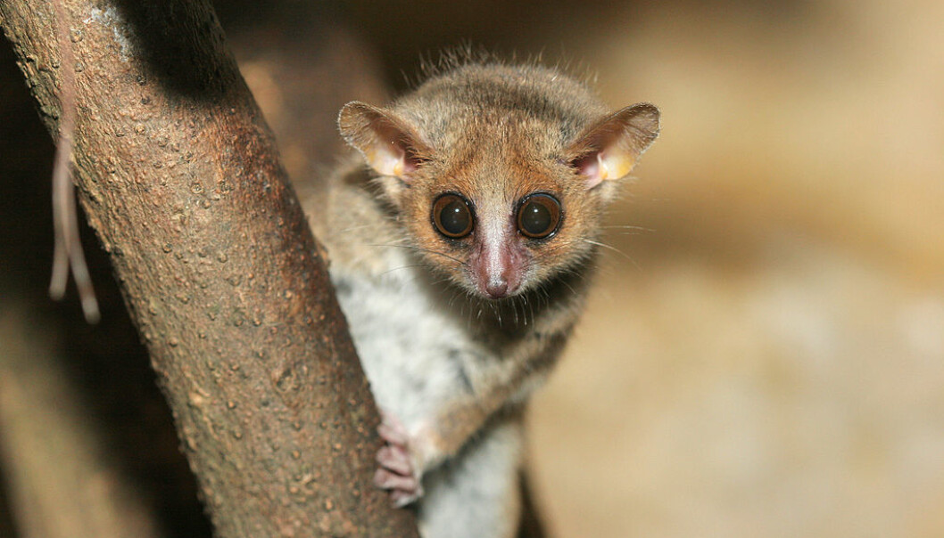 Den kjempesøte muselemuren fra Madagaskar er en kryptisk art. Det vil si at ulike arter ser helt like ut. (Foto: Arjan Haverkamp CC BY 2.0 / Wikimedia Commons) Den kjempesøte muselemuren fra Madagaskar er en kryptisk art. Det vil si at ulike arter ser helt like ut. (Foto: Arjan Haverkamp CC BY 2.0 / Wikimedia Commons)