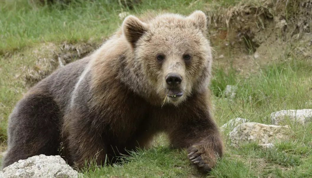Om vinteren sover bjørner i hele fem til syv måneder, uten å spise, drikke eller gjøre fra seg. Her er brunbjørnen, som er fotografert nord i Sverige. (Foto: Shutterstock / NTB scanpix)