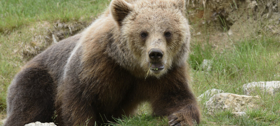 Om vinteren sover bjørner i hele fem til syv måneder, uten å spise, drikke eller gjøre fra seg. Her er brunbjørnen, som er fotografert nord i Sverige. (Foto: Shutterstock / NTB scanpix)