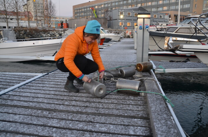 Dorte Herzke i polarhavna ved Framsenteret i Tromsø. Her klargjør hun de perforerte sylindrene som måler hvor mye plast som havner i havet. (Foto: Helge M. Markusson/Framsenteret) Dorte Herzke i polarhavna ved Framsenteret i Tromsø. Her klargjør hun de perforerte sylindrene som måler hvor mye plast som havner i havet. (Foto: Helge M. Markusson/Framsenteret)