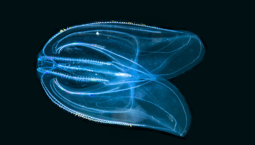 Ribbemaneten Mnemiopsis leidyi. (Foto: Erling Svensen, Ocean Photo/Artsdatabanken, CC BY 4.0) Ribbemaneten Mnemiopsis leidyi. (Foto: Erling Svensen, Ocean Photo/Artsdatabanken, CC BY 4.0)