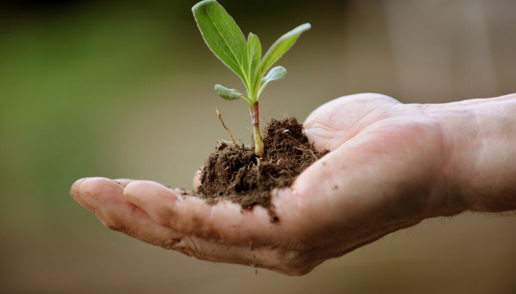 Ikke alle planter kan bli lagret for fremtiden i frøbanker. Nå har forskerne funnet en annen metode. (Foto: Frank May / NTB scanpix) Ikke alle planter kan bli lagret for fremtiden i frøbanker. Nå har forskerne funnet en annen metode. (Foto: Frank May / NTB scanpix)