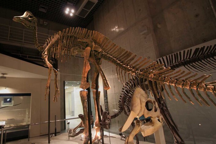 Den digre Hypacrosauren. Dette er et fossil som finnes på det Naturhistoriske museet i Tokyo. (Foto: Kabacchi/<a href="https://creativecommons.org/licenses/by/2.0/">CC BY 2.0</a>) Den digre Hypacrosauren. Dette er et fossil som finnes på det Naturhistoriske museet i Tokyo. (Foto: Kabacchi/<a href="https://creativecommons.org/licenses/by/2.0/">CC BY 2.0</a>)