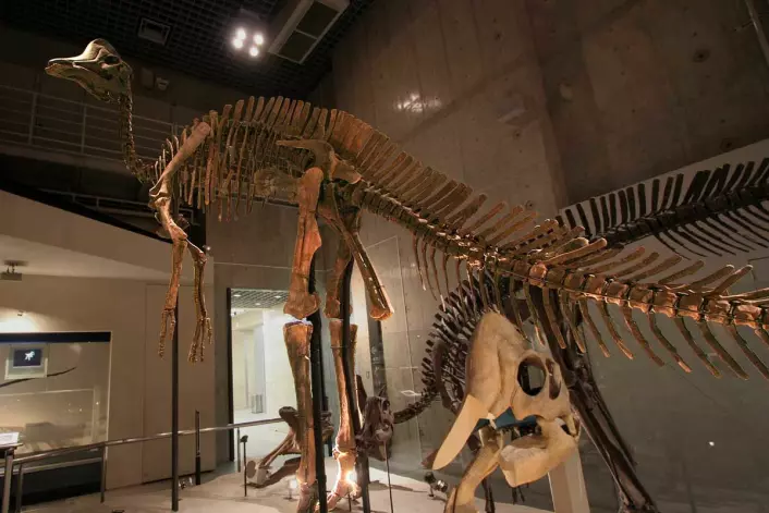 Den digre Hypacrosauren. Dette er et fossil som finnes på det Naturhistoriske museet i Tokyo. (Foto: Kabacchi/<a href="https://creativecommons.org/licenses/by/2.0/">CC BY 2.0</a>)