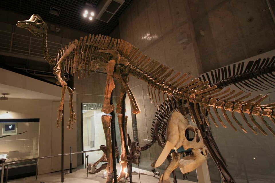 Den digre Hypacrosauren. Dette er et fossil som finnes på det Naturhistoriske museet i Tokyo. (Foto: Kabacchi/CC BY 2.0)