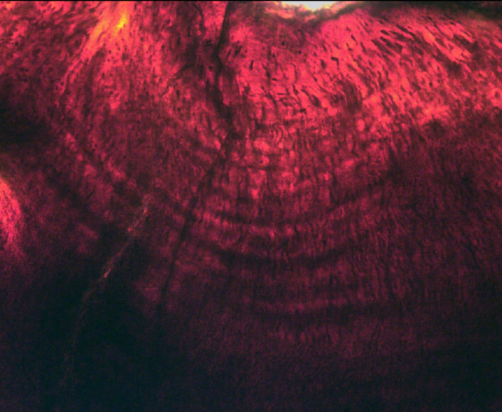 De mikroskopiske lagene i dinosaurtennene. (Foto: © G.M. Erickson) De mikroskopiske lagene i dinosaurtennene. (Foto: © G.M. Erickson)